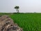 Landscape of a paddy field in the village of Bangladesh