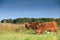 Landscape with a pair of grazing reddish brown Scottish Highlander bulls with fully grown horns