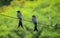 Landscape Pair Purple Martin birds in a Rope.