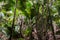 Landscape of a palm forest of Vallee de Mai, Praslin island, Seychelles