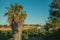 Landscape with palm tree and cottage near Elvas