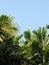 Landscape with palm trees of subtropical forest.