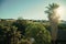 Landscape with palm trees at sunset