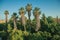 Landscape with palm trees at sunset