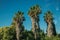 Landscape with palm treetop on a farm