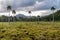 Landscape with palms near Baracoa, Cu