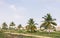 Landscape with palms near Lakshmi Narasimha temple, Hampi, Karnataka, India