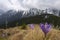 Landscape panorama of Bucegi Mountains in spring