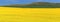 Landscape Panorama of Golden Canola Field in the Porcupine Hills, Great Plains, Alberta, Canada
