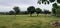 The landscape in the park with a grass and a manggo tree