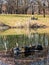 Landscape park woman with black dog on background and turtles in the river