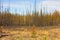 A landscape partially ravaged by fire in northern canada