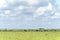 Landscape Pasture fields and cattle grazing , in Argentina