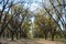 Landscape Pecan Grove with Sky