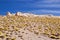 Landscape with Peruvian feathergrass in the Puna de Atacama, Argentina