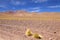 Landscape with peruvian feathergrass in the Puna de Atacama, Argentina