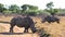 A landscape photo of an African white rhino bull and cow