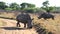 A landscape photo of an African white rhino bull and cow