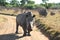 A landscape photo of an African white rhino bull and cow