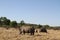 A landscape photo of an African white rhino bull, cow and calf.