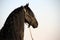 Landscape photo of a black Friesian horse`s head.