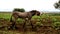 Landscape photo of a donkey that braying. On a farm in KwaZulu-Natal