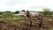 Landscape photo of donkey on a farm in KwaZulu-Natal