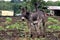 Landscape photo of donkey on a farm in KwaZulu-Natal