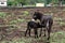 Landscape photo of a donkey and her little foal on a farm in KwaZulu-Natal
