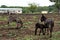 Landscape photo of a donkey and her little foal on a farm in KwaZulu-Natal