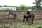 Landscape photo of a donkey and her little foal on a farm in KwaZulu-Natal