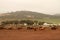 Landscape photo of Limousine cattle in a feedlot. Rainy weather.   Western Cape, Swartland.