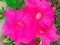 A landscape photo pink color flower