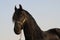 Landscape photo of a pitch black friesian on a farm in South Africa.