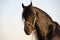 Landscape photo of a pitch black friesian on a farm in South Africa.