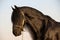 Landscape photo of a pitch black friesian on a farm in South Africa.