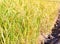 The landscape photo, rice fields color gold.
