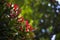 Landscape photo of Syzygium oleana