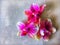 Landscape photo of three petal of pink orchid flowers