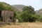 Landscape photo of two donkeys, spring time, just after the first rain.  Dome, Northwest, South Africa.