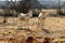 Landscape photo of two donkeys, winter time in the Dome area,