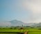 Landscape photo of wooden pavilion in the green rice fields