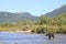 Landscape photograph of brown bear in Alaska