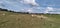 Landscape photograph of lush green pastures and sheep grazing on a clover field under a cloudy blue sky