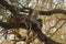 Landscape photograph of male leopard resting in big tree