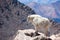 Landscape Photograph of Mountain Goat
