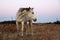 A landscape photograph of a standing white horse in a winter field with its neck bent. Very old.