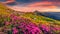 Landscape photography. Blooming pink rhododendron flowers on Chornogora ridge.