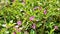 Landscape photography of Cuphea hyssopifolia, false, Mexican, Hawaiian heather