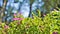 Landscape photography of Cuphea hyssopifolia, false, Mexican, Hawaiian heather
